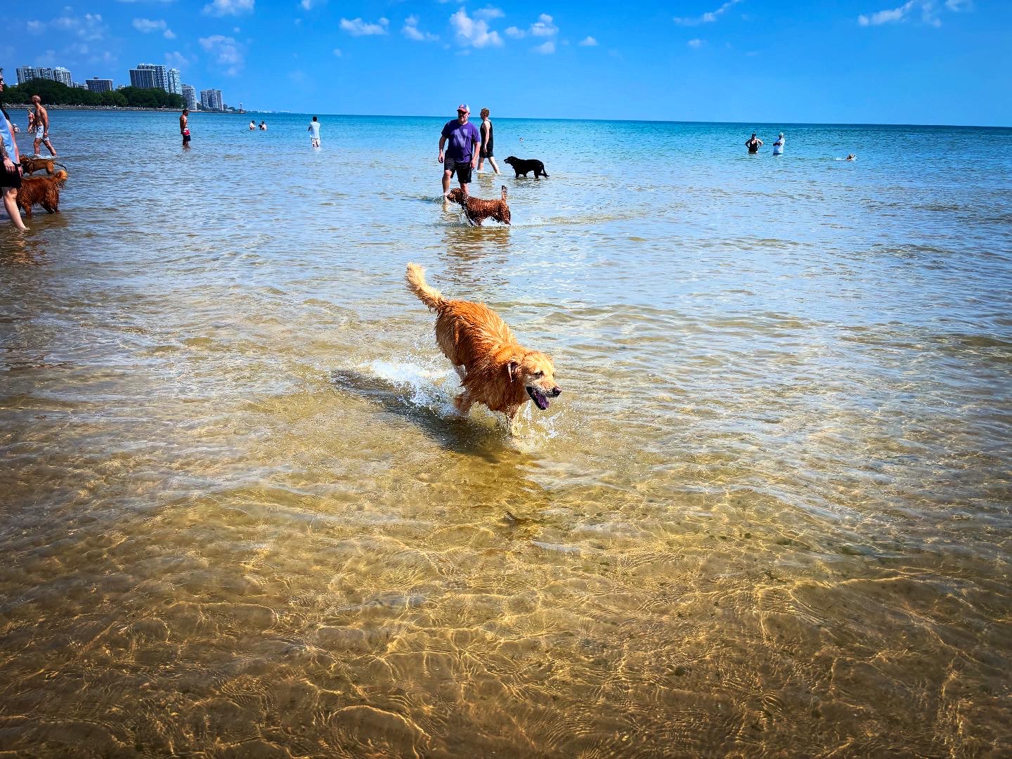 Fireworks, Lake Views, and Sandy Paws